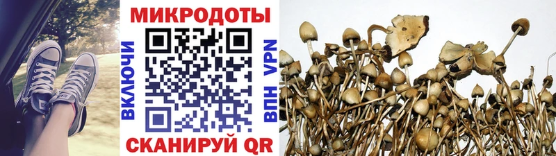 Галлюциногенные грибы Psilocybine cubensis ОМГ ОМГ сайт Куртамыш